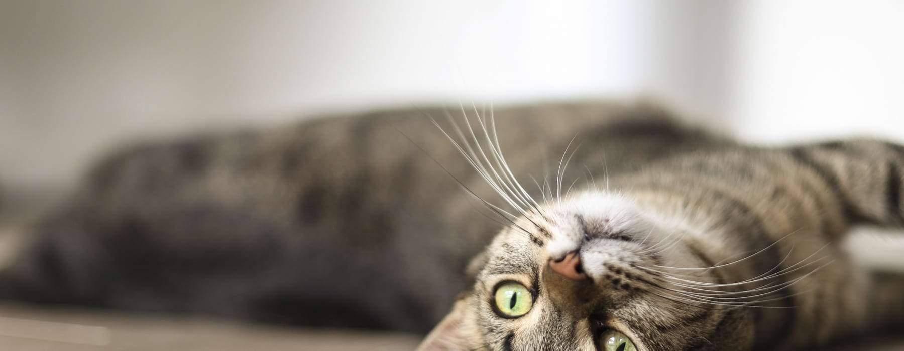 Pet-Friendly Apartments PA