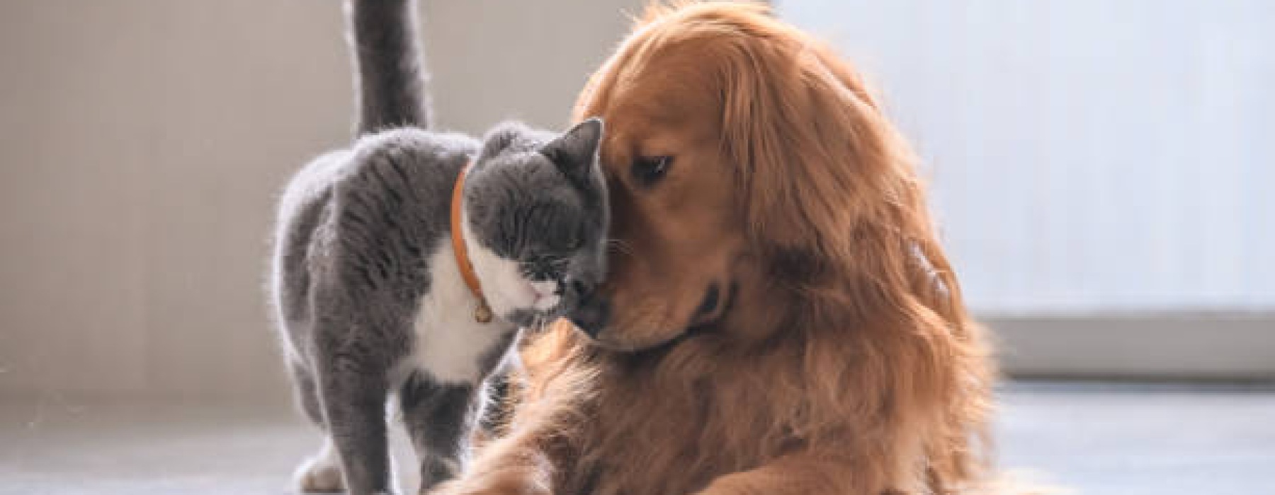 Pet-Friendly Apartments PA